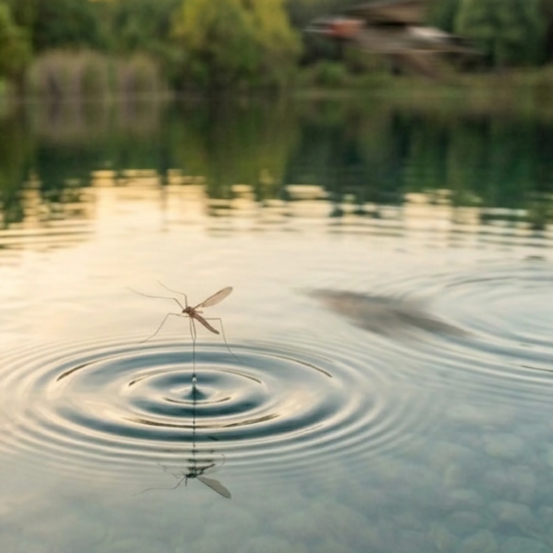 Crane fly standing on still water, concentric rings spreading outward from its legs, with a blurred tree line and shore behind.